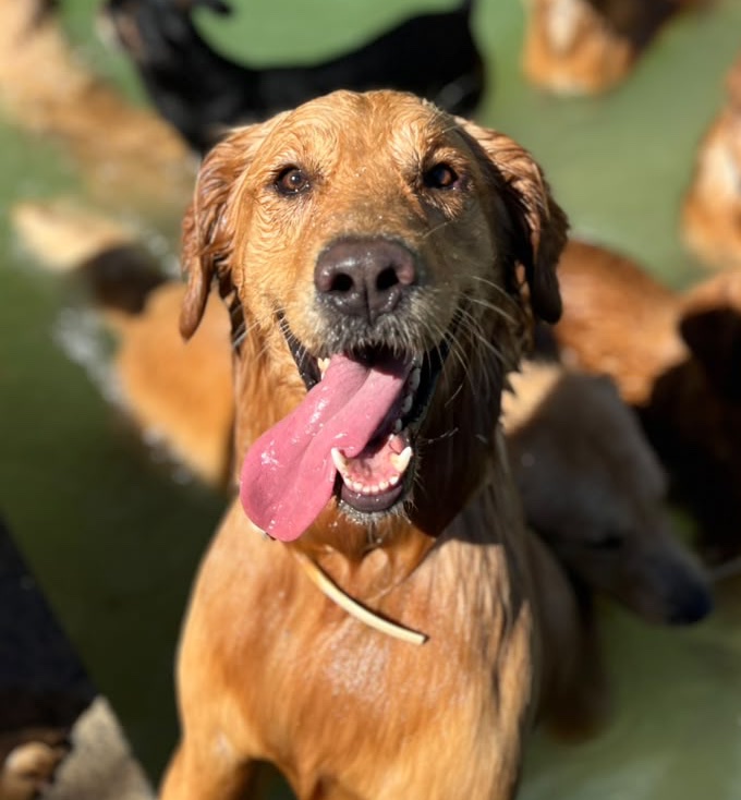 Cachorro caramelo molhado, de língua de fora, sorrindo para a câmera numa piscina com outros cães