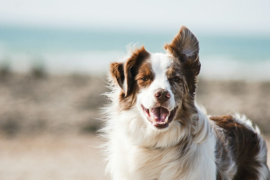 Thor, cão de porte médio para adoção